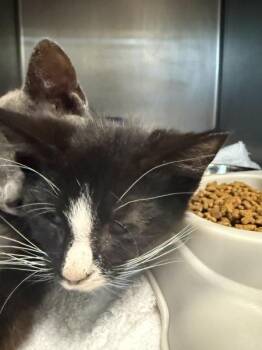 Zinnia -  Domestic Short Hair Cat Available for Adoption in Salisbury, Maryland - Zinnia | PetCurious