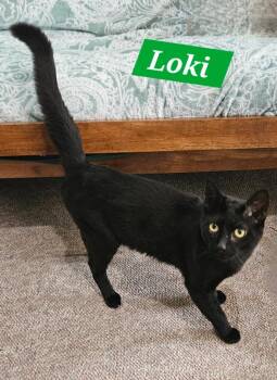 Loki -  Domestic Short Hair Cat for Adoption in Manchester, Tennessee - Loki | PetCurious