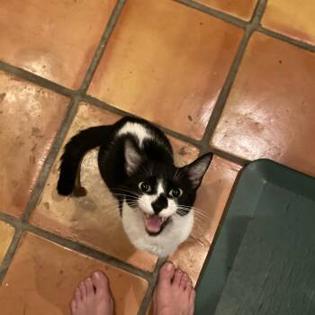 Bianca -  Domestic Short Hair Cat for Adoption in Jersey City, New Jersey - Bianca | PetCurious
