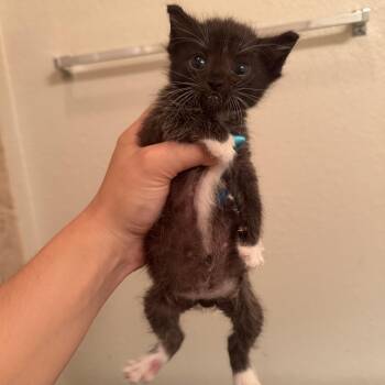 Daffy -  Domestic Short Hair Cat for Adoption in Jacksonville, Florida - Daffy | PetCurious