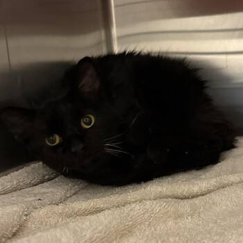 Hiccup -  Domestic Medium Hair Cat for Adoption in Council Bluffs, Iowa - Hiccup | PetCurious