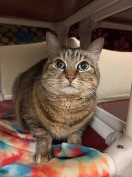 Rescue Domestic Short Hair Cats for Adoption in Everett, Washington - Khaleesi | PetCurious