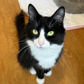 Rescue Domestic Long Hair Cats for Adoption in Wappingers Falls, New York - Weaver | PetCurious