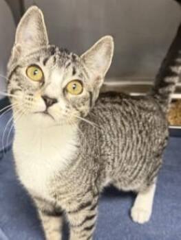 Rescue Tabby Cats for Adoption in Shasta Lake, California - Esme | PetCurious