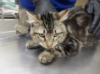 LOVY -  Domestic Medium Hair Cat for Adoption in Santa Rosa, California - LOVY | PetCurious