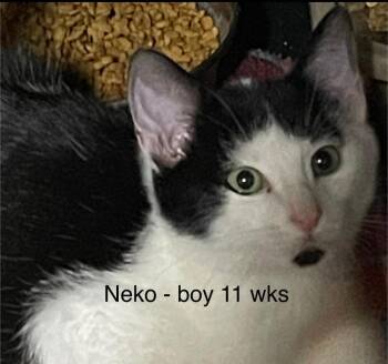 Rescue Domestic Short Hair Cats for Adoption in Billings, Montana - K-26 Neko | PetCurious