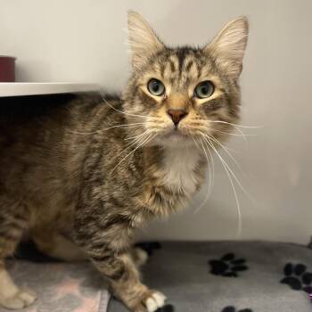 Domestic Long Hair Cats Available for Adoption - Cutlass | PetCurious