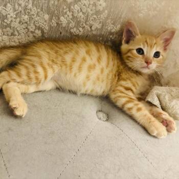Chandler Bing -  Domestic Short Hair Cat for Adoption in Lakewood, California - Chandler Bing | PetCurious