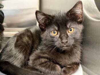 ROSITA -  Domestic Short Hair Cat for Adoption in Santa Rosa, California - ROSITA | PetCurious