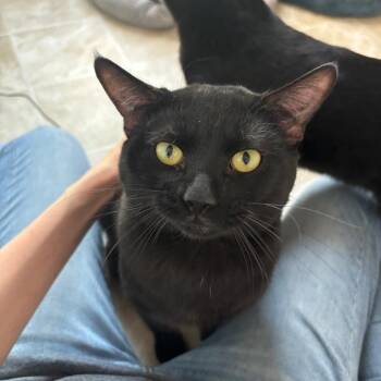 Diesel -  Domestic Short Hair Cat for Adoption in Midland, Texas - Diesel | PetCurious