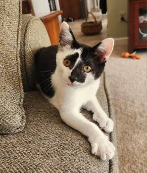 Rescue Domestic Short Hair Cats for Adoption in Leesburg, Virginia - Route 15 Sisters: Jamie & Mona | PetCurious