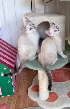 Domestic Short Hair Cats Available for Adoption in Millcreek, Utah - Billie Jean | PetCurious