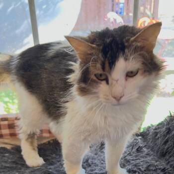 President Snow -  Domestic Long Hair Cat for Adoption in Granby, Missouri - President Snow | PetCurious