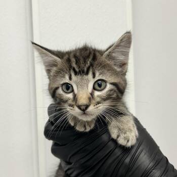 Doubledip -  Domestic Short Hair Cat for Adoption in Abilene, Texas - Doubledip | PetCurious