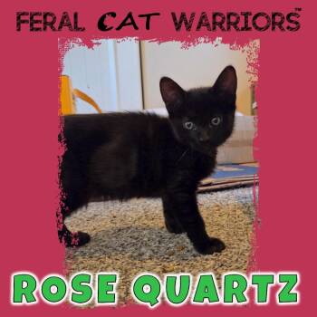 Domestic Short Hair Cats Available for Adoption in Kingman, Arizona - Rose Quartz | PetCurious