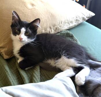 Bruno (A142011) -  Domestic Long Hair Cat for Adoption in Burbank, California - Bruno (A142011) | PetCurious