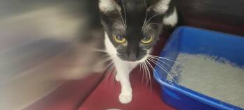 Katie -  Domestic Short Hair Cat for Adoption in New Kensington, Pennsylvania - Katie | PetCurious