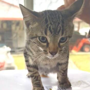 Domestic Short Hair Cats Available for Adoption - Buster | PetCurious