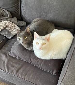 Russian Blue Cats Available for Adoption in Anthem, Arizona - Belle Bonded With Sheldon | PetCurious