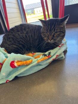 Rescue Domestic Short Hair Cats for Adoption in Clarksville, Tennessee - Leo | PetCurious