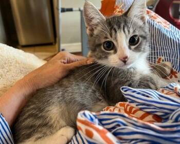 Domestic Short Hair Cats Available for Adoption in Magnolia, Texas - Mullet | PetCurious