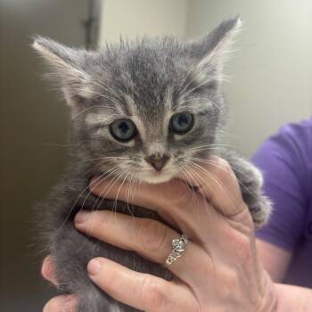Domestic Short Hair Cats Available for Adoption in Milan, Illinois - Bell Pepper (blue) | PetCurious