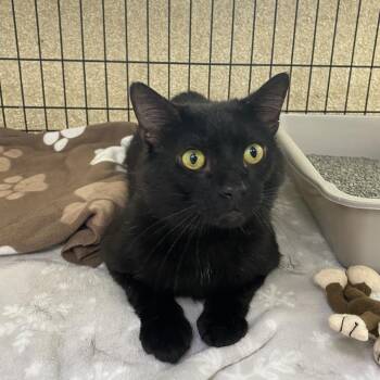Black Panther -  Domestic Short Hair Cat for Adoption in Riverwoods, Illinois - Black Panther | PetCurious