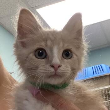 Norbit -  Domestic Short Hair Cat for Adoption in Columbus, Georgia - Norbit | PetCurious