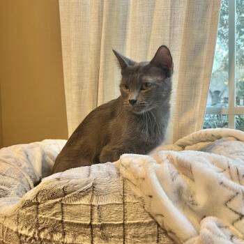 Domestic Short Hair Cats Available for Adoption - Diana | PetCurious