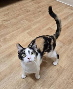 Rescue Domestic Short Hair Cats for Adoption in Woodstock, Illinois - Saffron | PetCurious