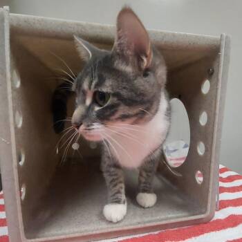 Skye -  Domestic Short Hair Cat for Adoption in Reno, Nevada - Skye | PetCurious