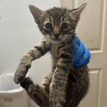 Warhol -  Domestic Short Hair Cat for Adoption in Edinburg, Texas - Warhol | PetCurious