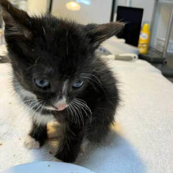 Tony -  Domestic Short Hair Cat for Adoption in Harrisonburg, Virginia - Tony | PetCurious