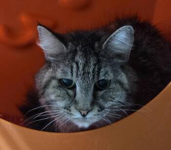 Domestic Short Hair Cats Available for Adoption in Billings, Montana - Precious | PetCurious