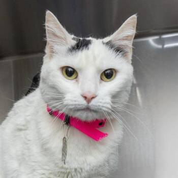 Domestic Short Hair Cats Available for Adoption - ROBIN | PetCurious