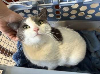 Zelda -  Domestic Short Hair Cat for Adoption in Daytona Beach, Florida - Zelda | PetCurious
