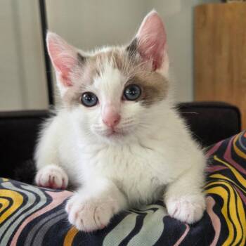 Siamese Cats Available for Adoption in Chattanooga, Tennessee - Chip | PetCurious