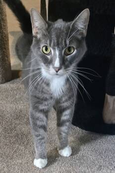 Rescue Domestic Short Hair Cats for Adoption in Quakertown, Pennsylvania - Hank | PetCurious