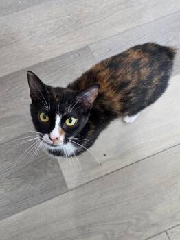 Calico Cats Available for Adoption in Lewisburg, Tennessee - Cotton | PetCurious