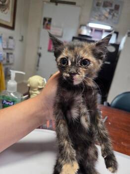 Vixen (L623 K3) -  Domestic Short Hair Cat for Adoption in Pahrump, Nevada - Vixen (L623 K3) | PetCurious