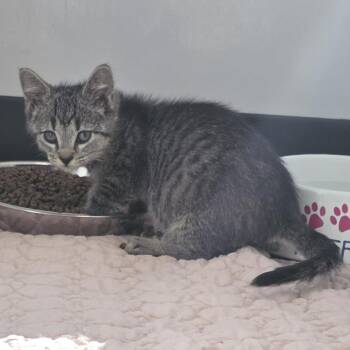 Iron -  Domestic Short Hair Cat for Adoption in Fort Wayne, Indiana - Iron | PetCurious