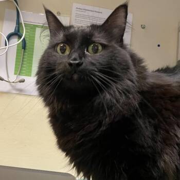 Bonnie -  Domestic Medium Hair Cat for Adoption in Pasadena, California - Bonnie | PetCurious