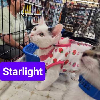 Starlight -  Domestic Short Hair Cat for Adoption in Buffalo, New York - Starlight | PetCurious
