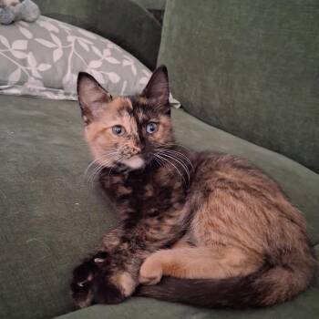 Storm -  Domestic Short Hair Cat for Adoption in Evansville, Indiana - Storm | PetCurious