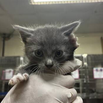 MAXINE -  Domestic Short Hair Cat Available for Adoption in Pensacola, Florida - MAXINE | PetCurious