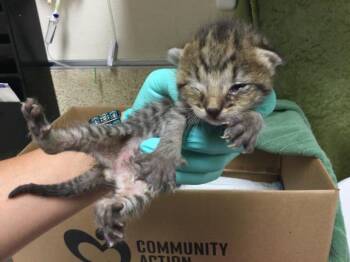 Domestic Short Hair Cats Available for Adoption in Riverside, California - A1913076 | PetCurious