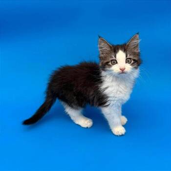 Elsie -  Domestic Short Hair Cat for Adoption in Plainfield, Illinois - Elsie | PetCurious