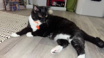 Domestic Short Hair Cats Available for Adoption - Zippy | PetCurious