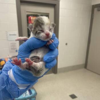 Sapphire -  Domestic Short Hair Cat for Adoption in South Haven, Michigan - Sapphire | PetCurious