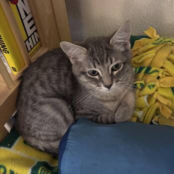 Tabby Cats Available for Adoption - Chester | PetCurious